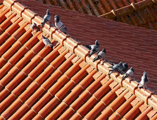 Dedetização de Pombos em São Paulo